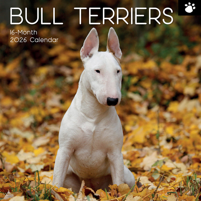 Bull Terriers 2026 Square Wall Calendar Dogs Puppies Pets Animals Photos Planner