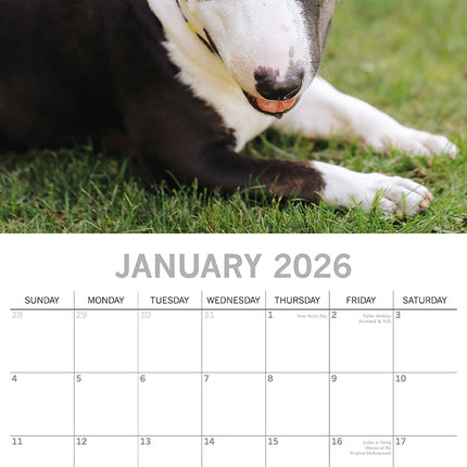 Bull Terriers 2026 Square Wall Calendar Dogs Puppies Pets Animals Photos Planner