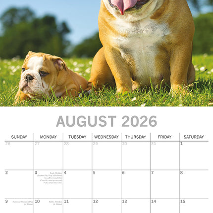 Bulldogs - 2026 Square Wall Calendar Dogs Puppies Pets Animals 16 Months Planner