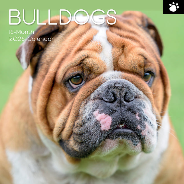 Bulldogs - 2026 Square Wall Calendar Dogs Puppies Pets Animals 16 Months Planner
