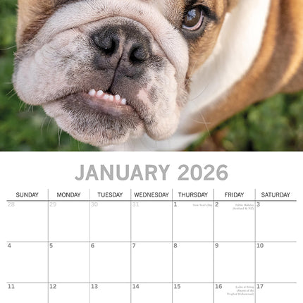 Bulldogs - 2026 Square Wall Calendar Dogs Puppies Pets Animals 16 Months Planner