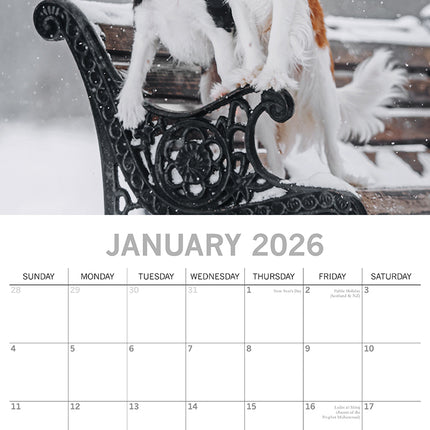 Cavalier King Charles Spaniels - 2026 Square Wall Calendar Dogs Puppies Planner