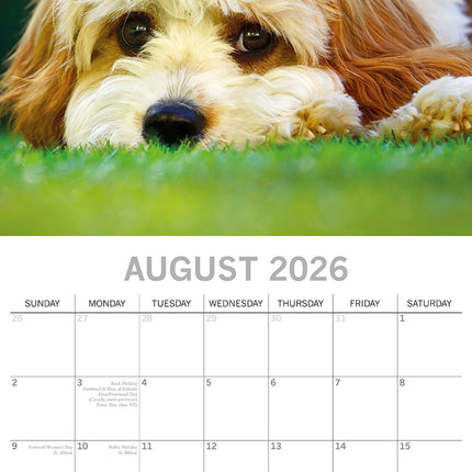 Cavapoos - 2026 Square Wall Calendar Dogs Puppies Pets Animals 16 Months Planner