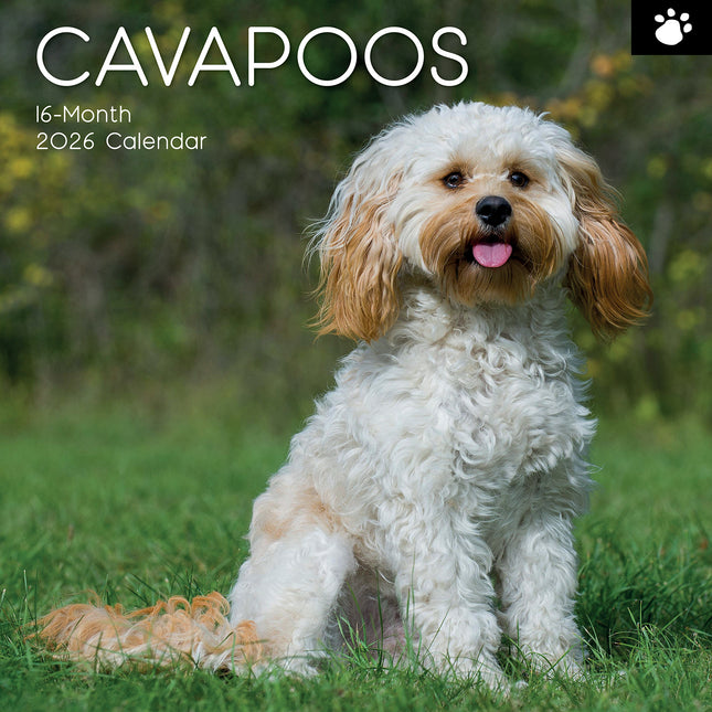Cavapoos - 2026 Square Wall Calendar Dogs Puppies Pets Animals 16 Months Planner