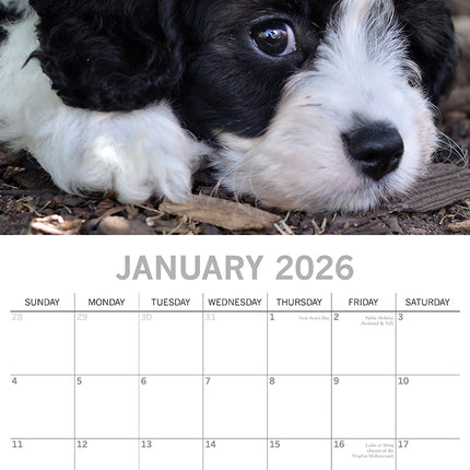 Cavapoos - 2026 Square Wall Calendar Dogs Puppies Pets Animals 16 Months Planner