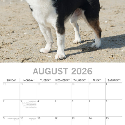Chihuahuas 2026 Square Wall Calendar Dogs Puppies Pets Animals 16 Months Planner