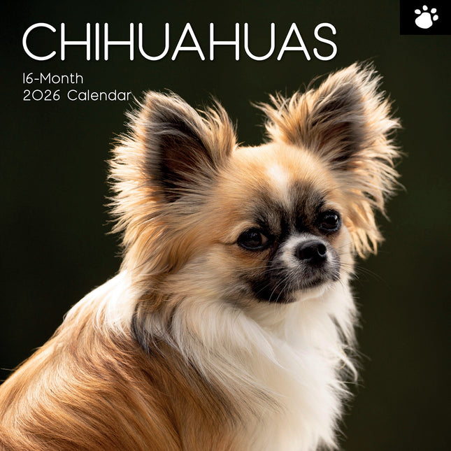 Chihuahuas 2026 Square Wall Calendar Dogs Puppies Pets Animals 16 Months Planner