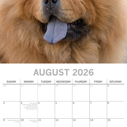 Chow Chow - 2026 Square Wall Calendar Dogs Puppies Pets Animals 16 Month Planner