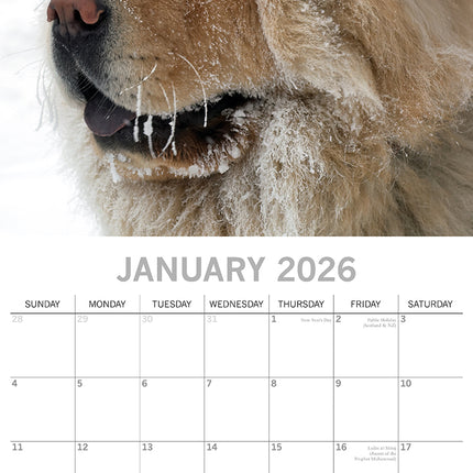 Chow Chow - 2026 Square Wall Calendar Dogs Puppies Pets Animals 16 Month Planner
