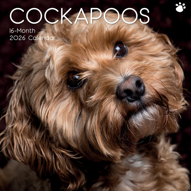 Cockapoos - 2026 Square Wall Calendar Dogs Puppies Pets Animals 16 Month Planner