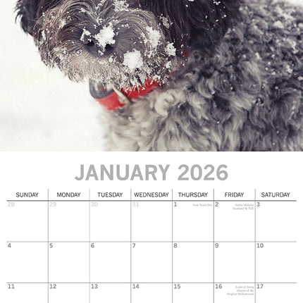 Cockapoos - 2026 Square Wall Calendar Dogs Puppies Pets Animals 16 Month Planner