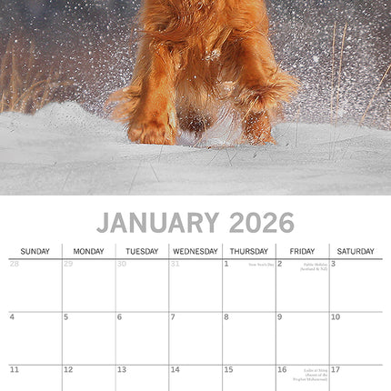 Cocker Spaniels 2026 Square Wall Calendar Dogs Puppies Pets Animals Planner Gift