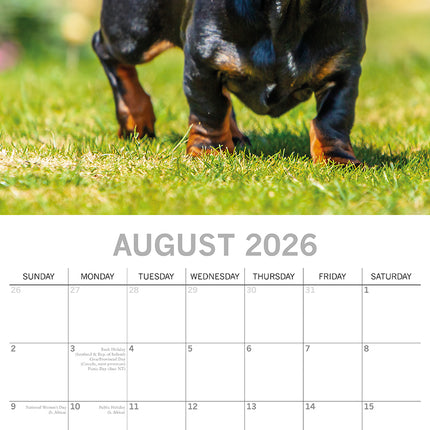Dachshunds 2026 Square Wall Calendar Dogs Puppies Pets Animals 16 Months Planner