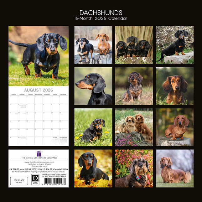 Dachshunds 2026 Square Wall Calendar Dogs Puppies Pets Animals 16 Months Planner
