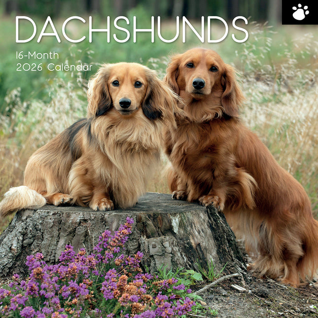 Dachshunds 2026 Square Wall Calendar Dogs Puppies Pets Animals 16 Months Planner