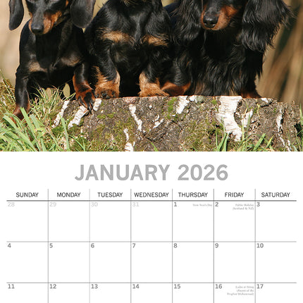 Dachshunds 2026 Square Wall Calendar Dogs Puppies Pets Animals 16 Months Planner