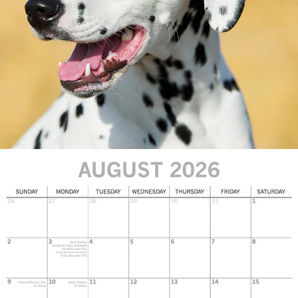 Dalmatians 2026 Square Wall Calendar Dogs Puppies Pets Animals 16 Months Planner