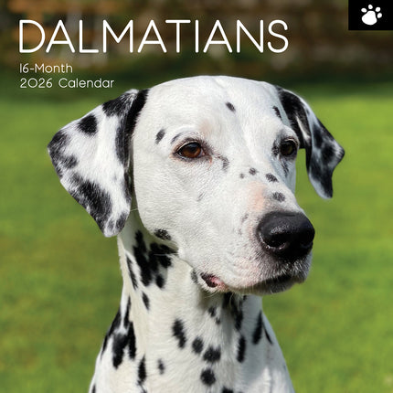 Dalmatians 2026 Square Wall Calendar Dogs Puppies Pets Animals 16 Months Planner