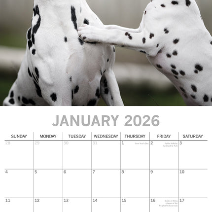 Dalmatians 2026 Square Wall Calendar Dogs Puppies Pets Animals 16 Months Planner