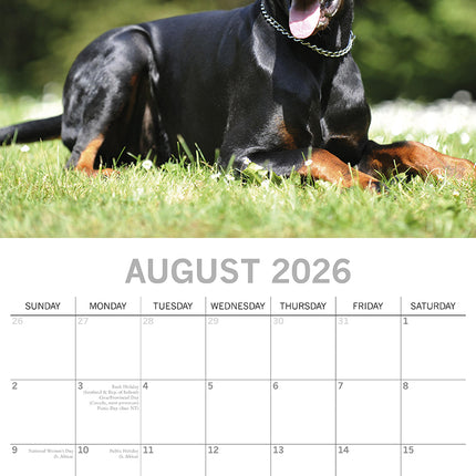 Dobermans - 2026 Square Wall Calendar Dogs Puppies Pets Animals 16 Month Planner