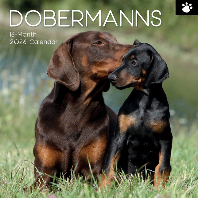 Dobermans - 2026 Square Wall Calendar Dogs Puppies Pets Animals 16 Month Planner
