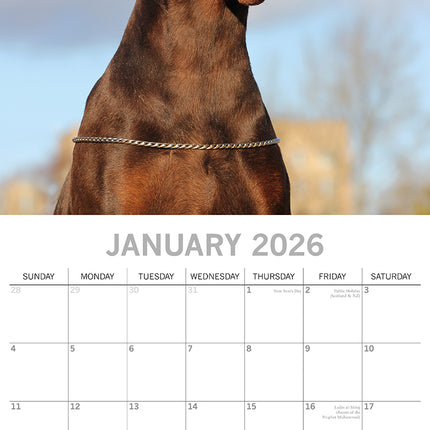 Dobermans - 2026 Square Wall Calendar Dogs Puppies Pets Animals 16 Month Planner