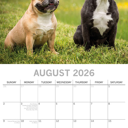 French Bulldogs 2026 Square Wall Calendar Dogs Puppies Pets Animals Planner Gift