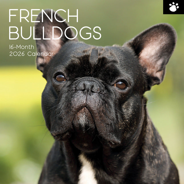 French Bulldogs 2026 Square Wall Calendar Dogs Puppies Pets Animals Planner Gift