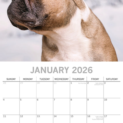 French Bulldogs 2026 Square Wall Calendar Dogs Puppies Pets Animals Planner Gift