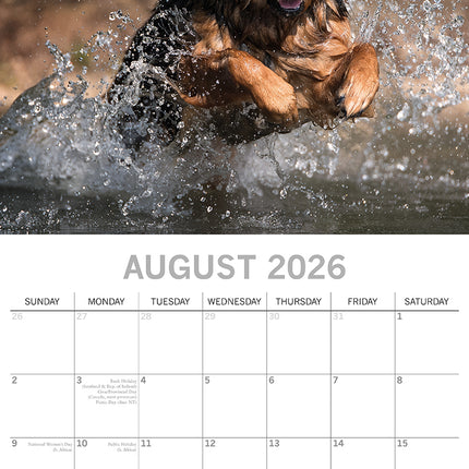 German Shepherds - 2026 Square Wall Calendar Dogs Puppies Pets Animals Planner