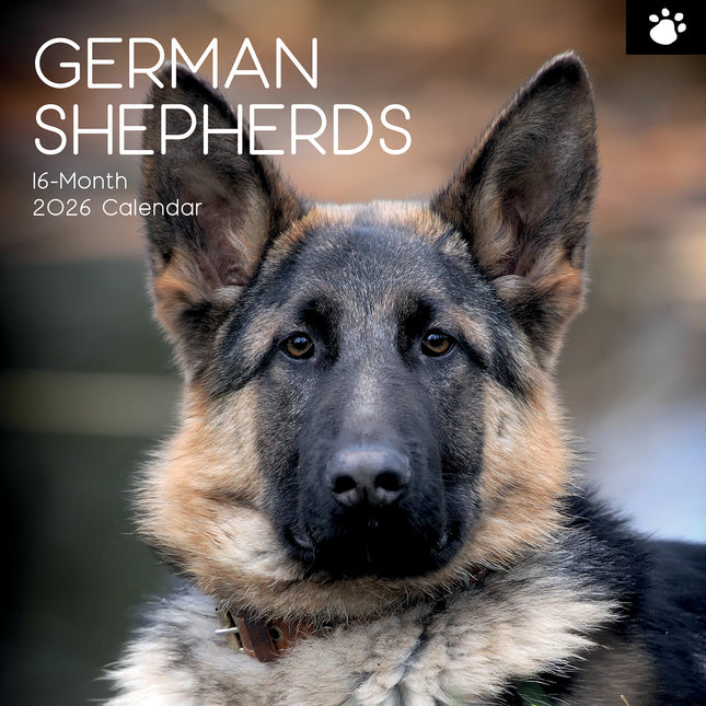 German Shepherds - 2026 Square Wall Calendar Dogs Puppies Pets Animals Planner