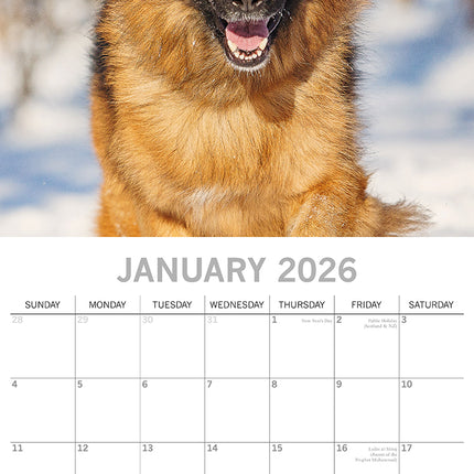 German Shepherds - 2026 Square Wall Calendar Dogs Puppies Pets Animals Planner