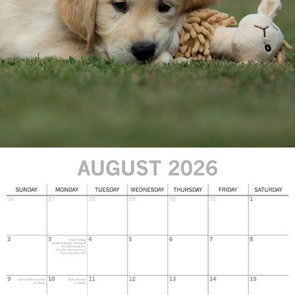 Golden Retrievers - 2026 Square Wall Calendar Dogs Puppies Pets Animals Planner