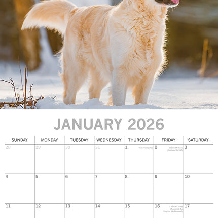 Golden Retrievers - 2026 Square Wall Calendar Dogs Puppies Pets Animals Planner