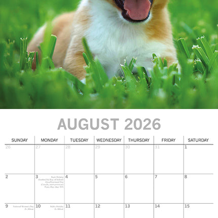 Jack Russells 2026 Square Wall Calendar Dogs Puppies Pets Animals Photos Planner