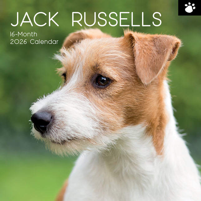 Jack Russells 2026 Square Wall Calendar Dogs Puppies Pets Animals Photos Planner