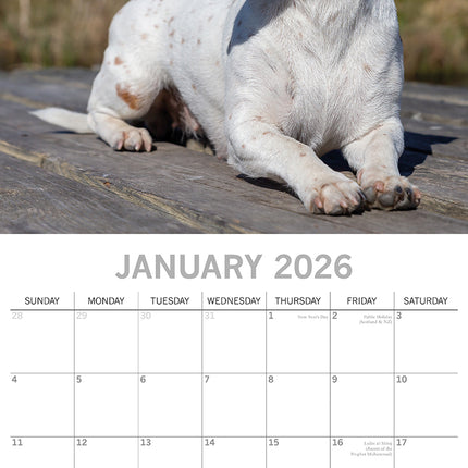 Jack Russells 2026 Square Wall Calendar Dogs Puppies Pets Animals Photos Planner
