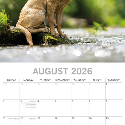 Labradors - 2026 Square Wall Calendar Dogs Puppies Pets Animals 16 Month Planner
