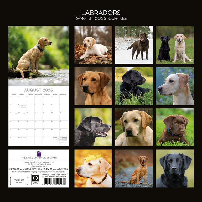 Labradors - 2026 Square Wall Calendar Dogs Puppies Pets Animals 16 Month Planner