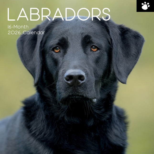 Labradors - 2026 Square Wall Calendar Dogs Puppies Pets Animals 16 Month Planner