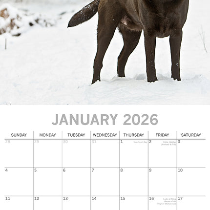 Labradors - 2026 Square Wall Calendar Dogs Puppies Pets Animals 16 Month Planner