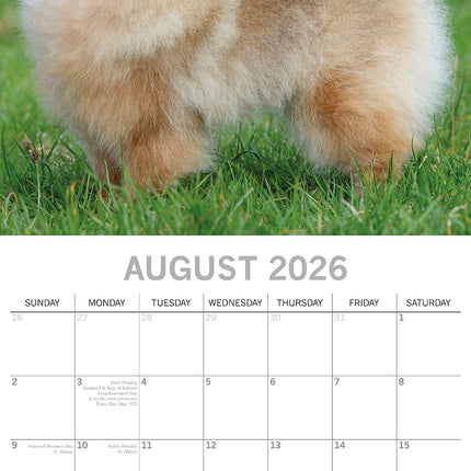 Pomeranian 2026 Square Wall Calendar Dogs Puppies Pets Animals 16 Months Planner