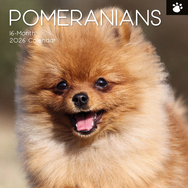 Pomeranian 2026 Square Wall Calendar Dogs Puppies Pets Animals 16 Months Planner