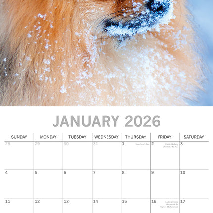 Pomeranian 2026 Square Wall Calendar Dogs Puppies Pets Animals 16 Months Planner