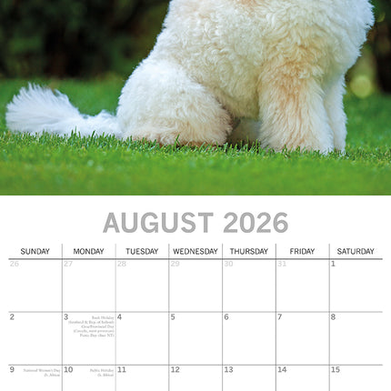 Poodles - 2026 Square Wall Calendar Dogs Puppies Pets Animals 16 Months Planner