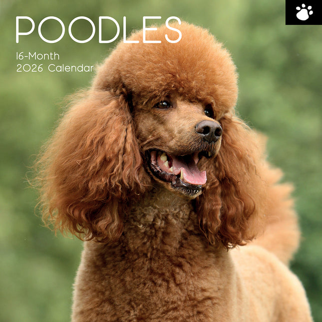 Poodles - 2026 Square Wall Calendar Dogs Puppies Pets Animals 16 Months Planner