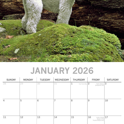 Poodles - 2026 Square Wall Calendar Dogs Puppies Pets Animals 16 Months Planner