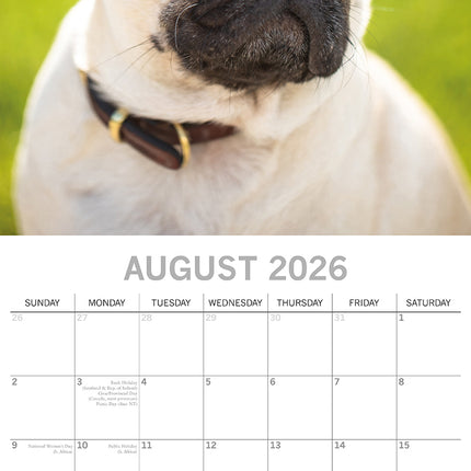 Pugs - 2026 Square Wall Calendar Dogs Puppies Pets Animals New 16 Months Planner