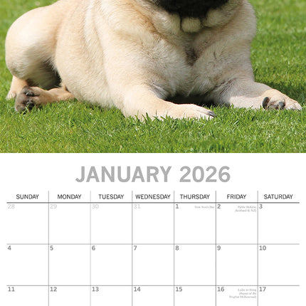 Pugs - 2026 Square Wall Calendar Dogs Puppies Pets Animals New 16 Months Planner