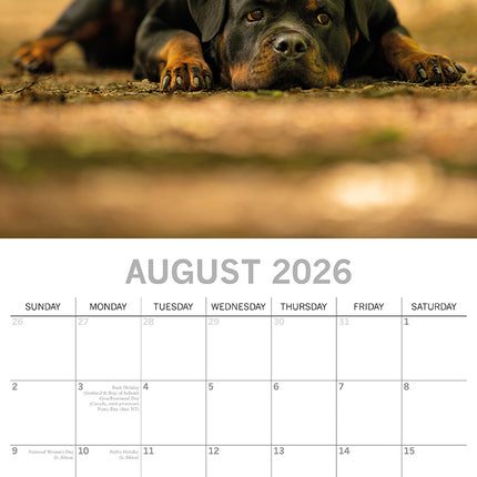 Rottweilers 2026 Square Wall Calendar Dogs Puppies Pets Animals 16 Month Planner